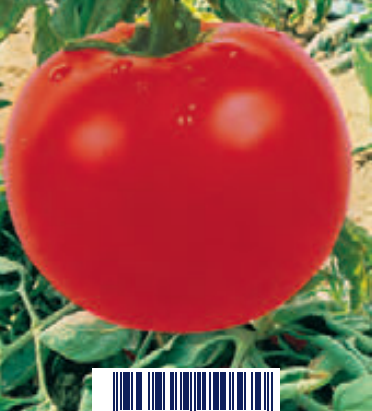 Semente tomate dos mercados